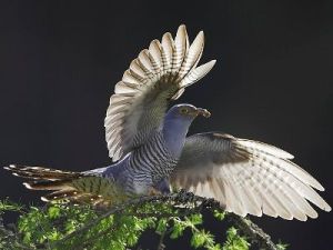 e1b8c1493be83d97ebbe0efc624bfc2e