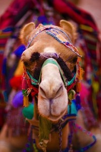 4a314ee49a5f4d9fc1f36523502c4c7b