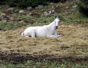 9858b0256bdfdbc2231885ea34eba096